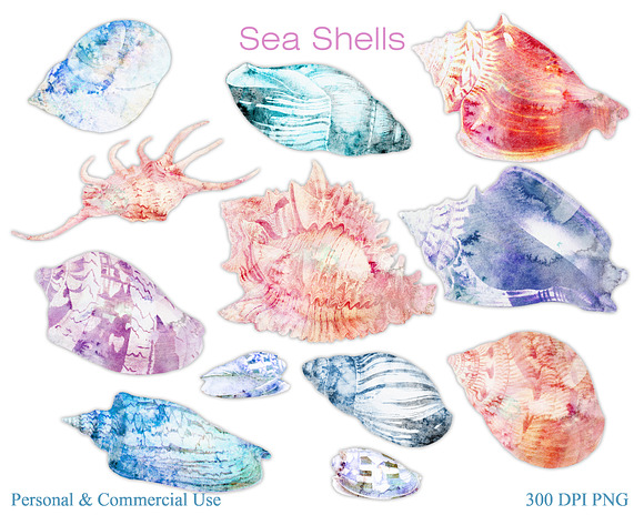 Beach Seashells Ocean Shells Clipart in Illustrations - product preview 1