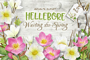 Hellebore.Waiting for spring clipart