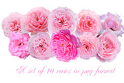 A set of clip art  - Pink Roses