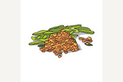 Isolated clipart Soybean