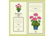 Geranium flower in pot banners