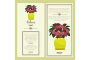 Greeting card with coleus plant