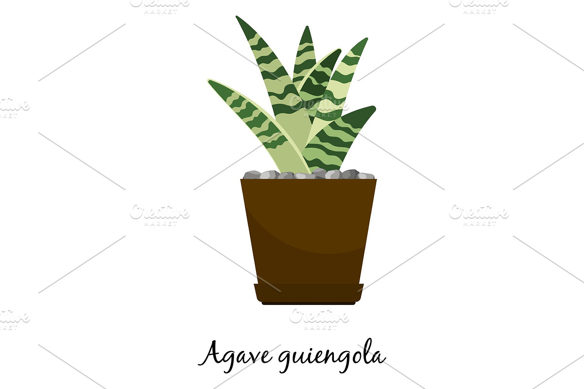 Agave guiengola cactus in pot in Illustrations - product preview 8