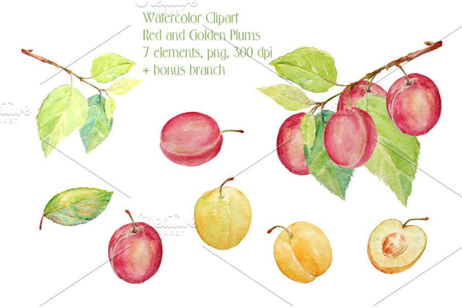 Watercolor Red and Golden Plums