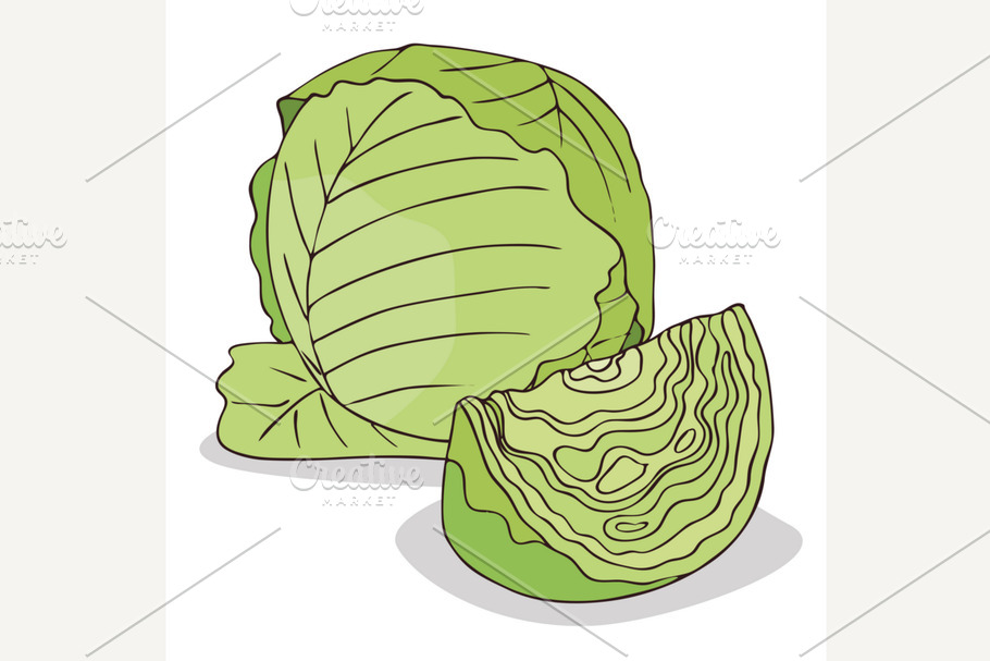 Isolate green cabbage vegetable in Illustrations - product preview 8