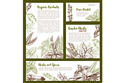 Vector organic spices and herbs seasonings sketch