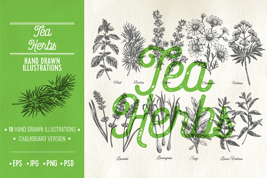 Hand drawn tea herbs illustrations