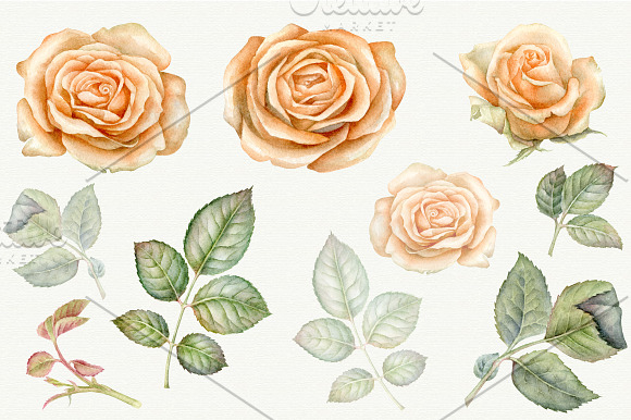 Watercolor vintage roses.PNG in Illustrations - product preview 1
