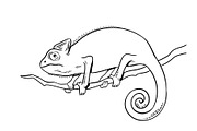 Chameleon animal coloring book vector illustration