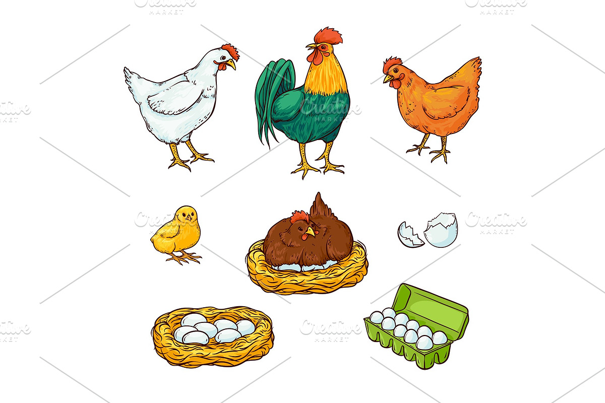 Vector flat poutry, farm chicken set in Illustrations - product preview 8