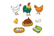 Vector flat poutry, farm chicken set
