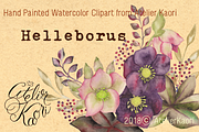 Helleborus Clipart 