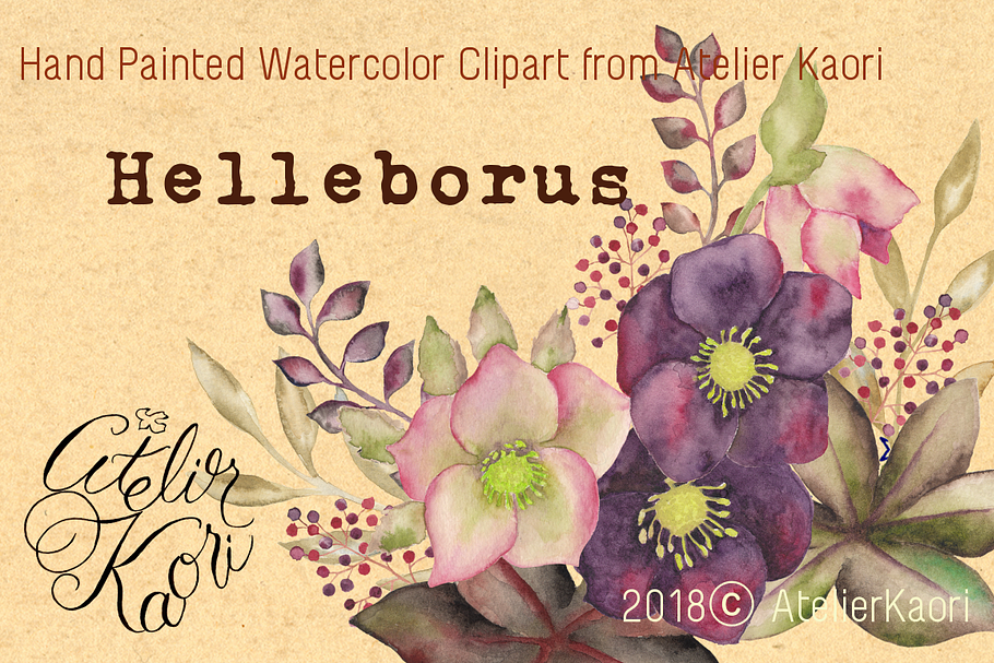 Helleborus Clipart  in Illustrations - product preview 8