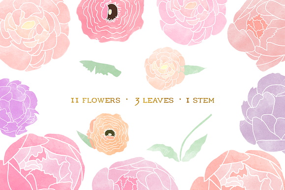 Watercolor Peony Clip Art Graphics in Illustrations - product preview 1