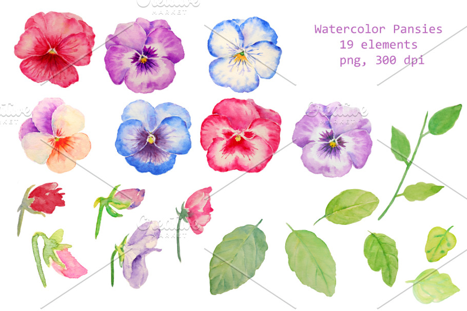 Hand Drawn Watercolor Pansy Clipart