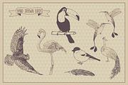 Birds collection. Hand illustrate
