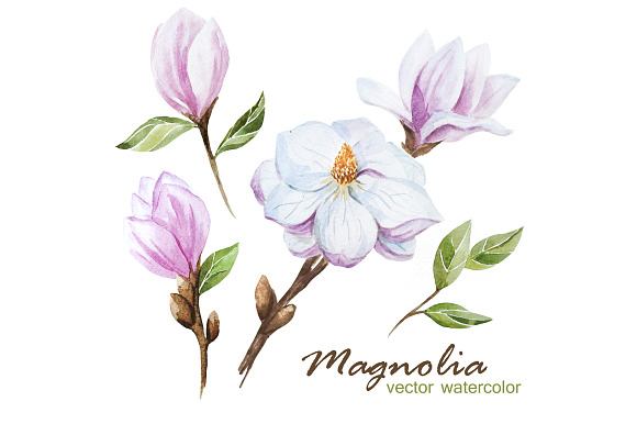 Magnolia set (watercolor, vector) in Patterns - product preview 2