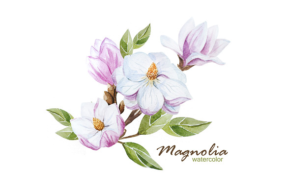 Magnolia set (watercolor, vector) in Patterns - product preview 3