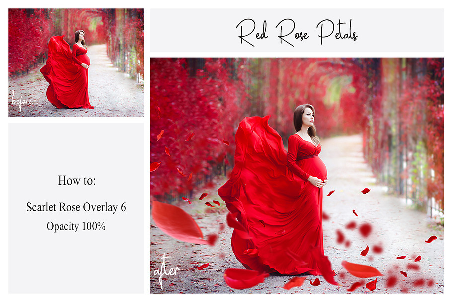 130 Red Rose Petals Overlays PNG