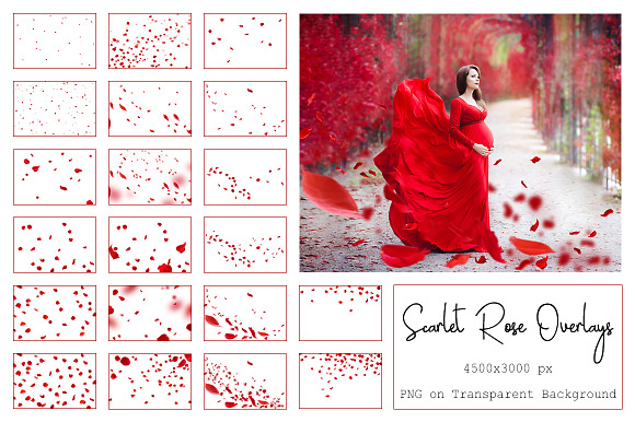 130 Red Rose Petals Overlays PNG in Photoshop Layer Styles - product preview 6