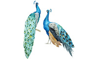 Peacock&Magnolia pattern set