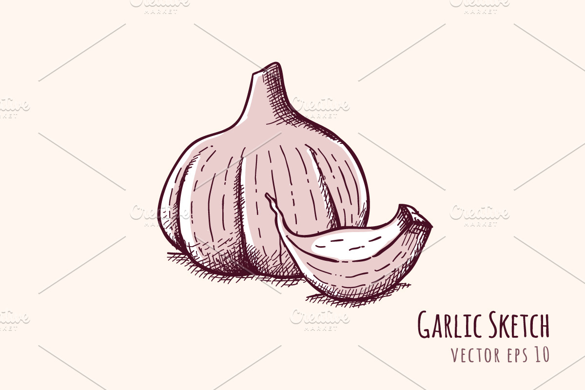 Garlic Sketch in Illustrations - product preview 8