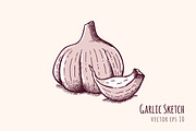 Garlic Sketch