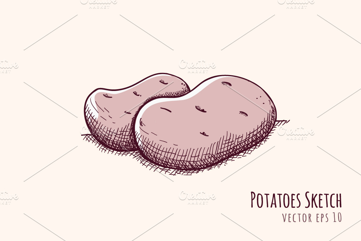 Potato Sketch in Illustrations - product preview 8