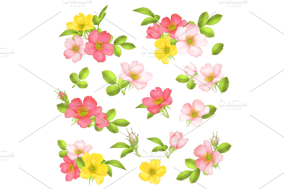Dog-rose blooms. wild rose vector set in Illustrations - product preview 8