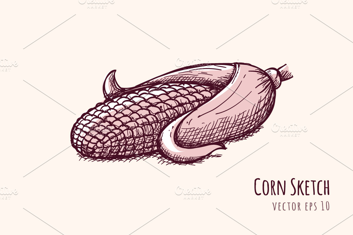 Corn Sketch in Illustrations - product preview 8