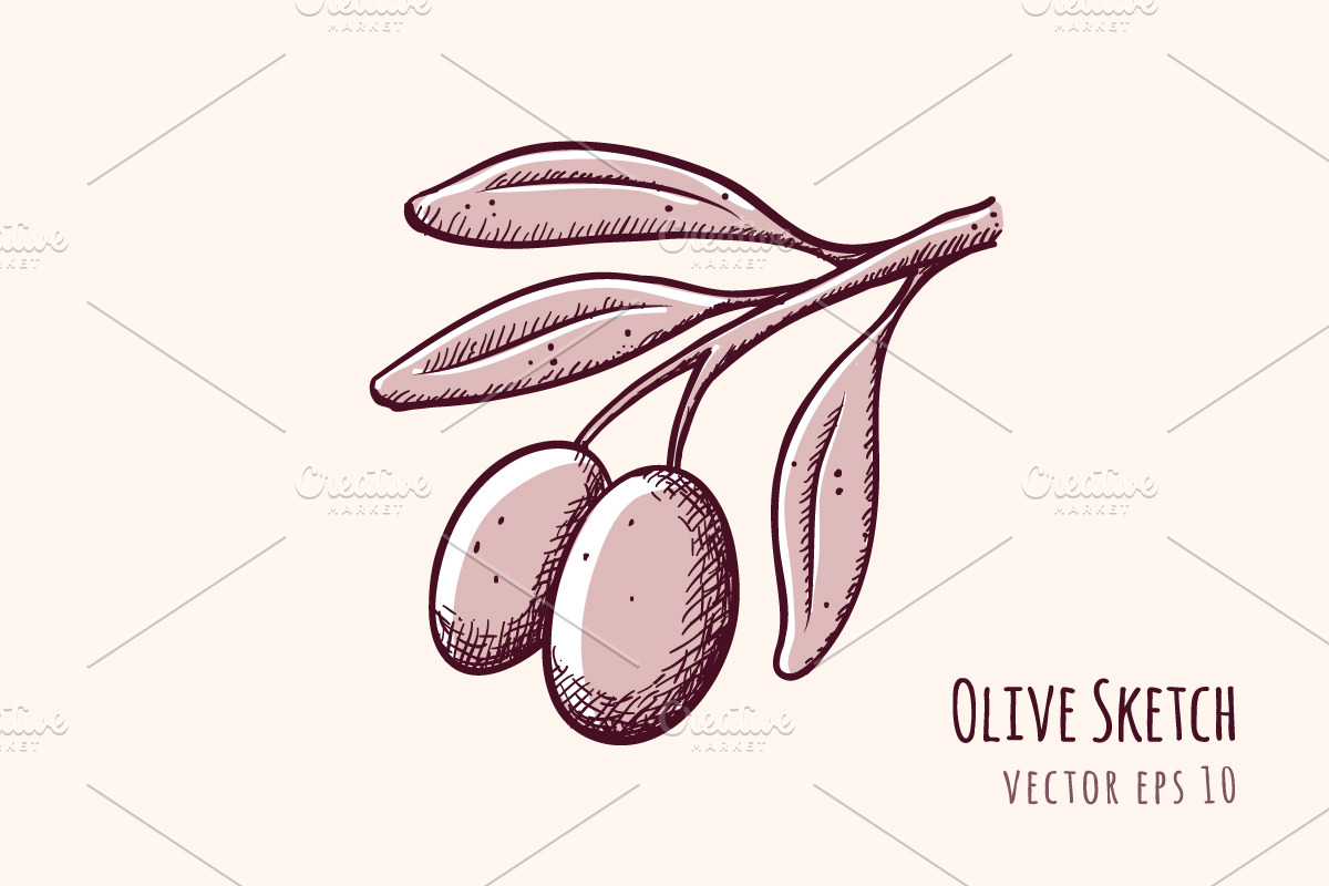 Olive Branch Sketch in Illustrations - product preview 8
