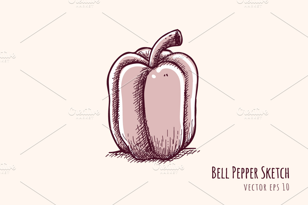 Bell Pepper Sketch in Illustrations - product preview 8