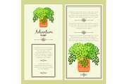 Greeting card with adiantum plant