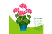 Geranium plant in pot banner