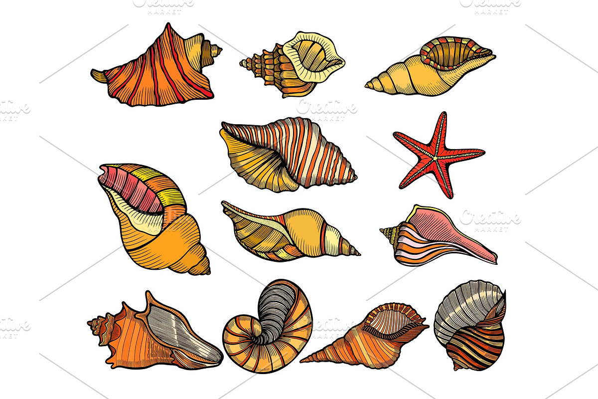 Sea shell Set in Illustrations - product preview 8