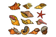 Sea shell Set