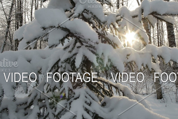 Sun shine through snow covered branches of pine. Lens flare. Smooth movement. Winter background