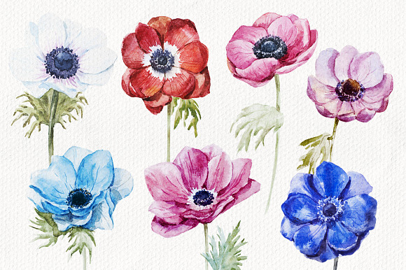Anemones Flower Set in Objects - product preview 1