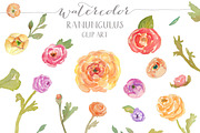 Watercolor Ranunculus Clip Art