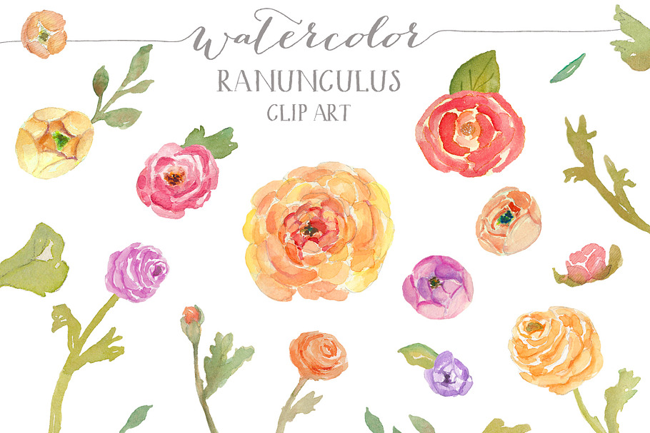 Watercolor Ranunculus Clip Art
