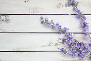 Lavender floral on wooden background