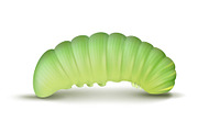 Light green caterpillar