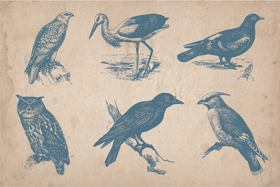 32 Hand Drawn Vintage Birds