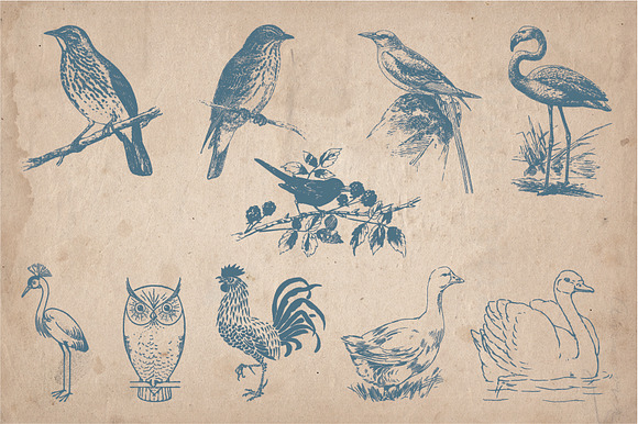 32 Hand Drawn Vintage Birds in Illustrations - product preview 1