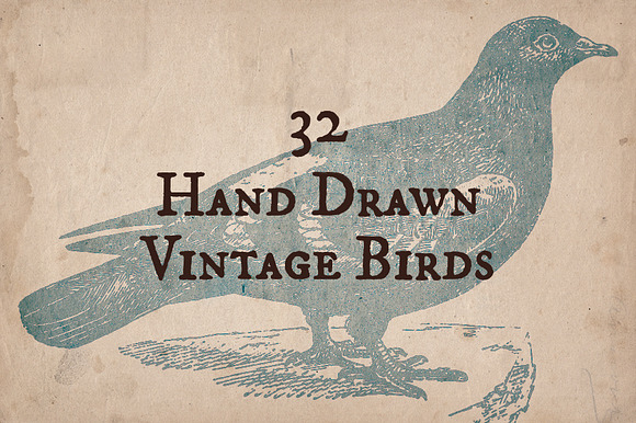 32 Hand Drawn Vintage Birds in Illustrations - product preview 2