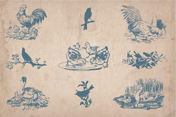 32 Hand Drawn Vintage Birds in Illustrations - product preview 3
