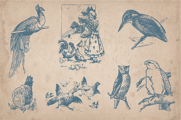 32 Hand Drawn Vintage Birds in Illustrations - product preview 4