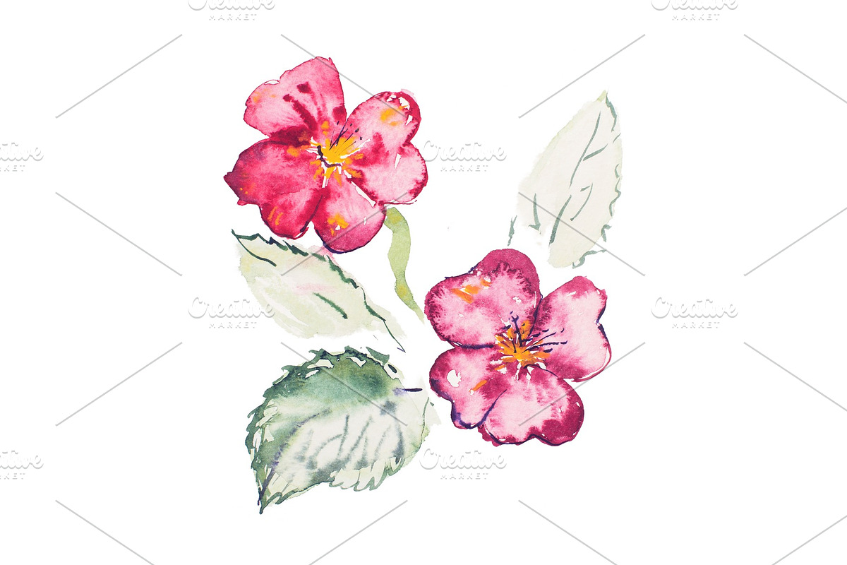 Watercolor drawing of fresh flowers aquarelle painting in Illustrations - product preview 8