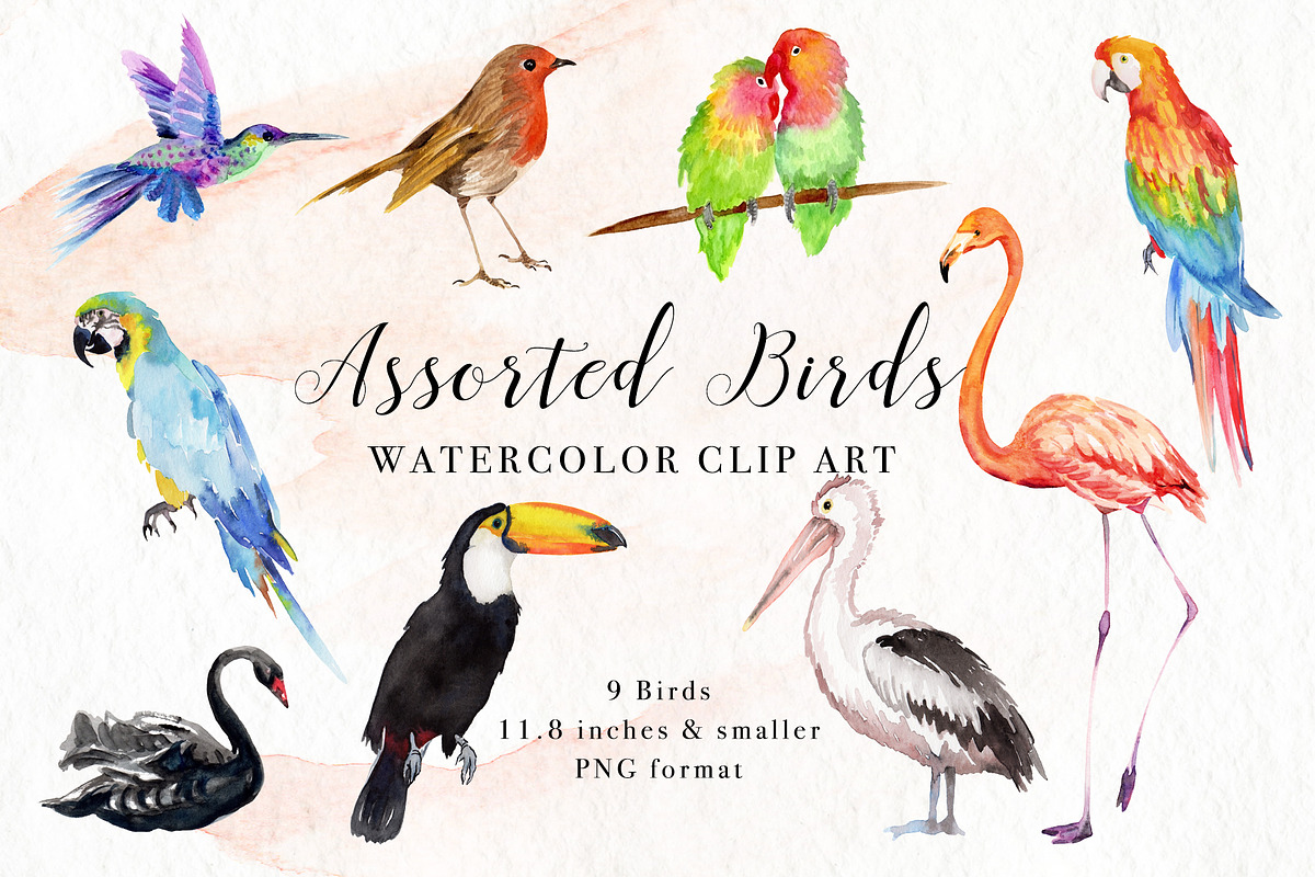 Assorted Birds Watercolor Clip Art in Illustrations - product preview 8