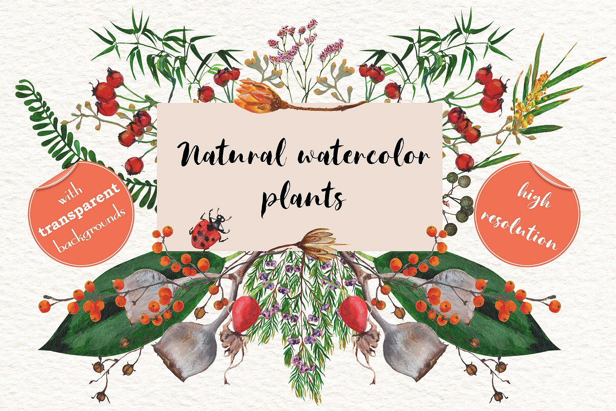 Natural watercolor plants in Illustrations - product preview 8